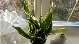 Snake Plant