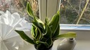 Snake Plant