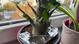 According to the internet, aluminum foil in flower pots is said to be extremely useful.