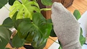 Sock Trick for Plants