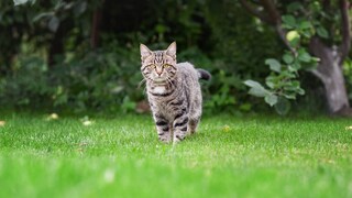 Cat in the Garden