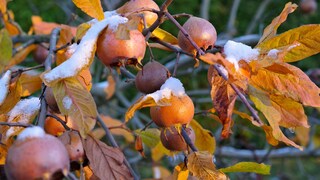 When medlars are exposed to frost, they develop their unique aroma and soft texture.