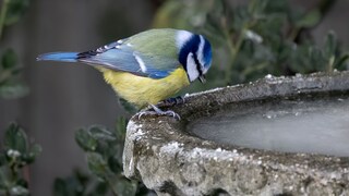 Birdbath Frozen in Winter