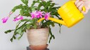 When watering a Christmas cactus from above, be careful to keep the stems and flowers dry.