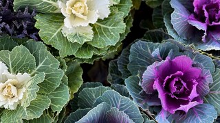Ornamental Kale