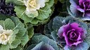 Ornamental Kale