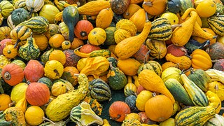 Decorative gourds come in a variety of colors and shapes.