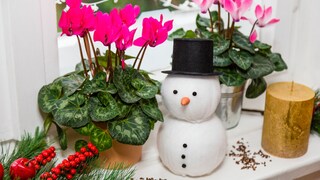 If you consider the preferences of the cyclamen, you can enjoy its blooms all winter long.