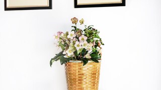 Christmas roses are a great alternative to poinsettias. After Christmas, they can be planted outdoors.