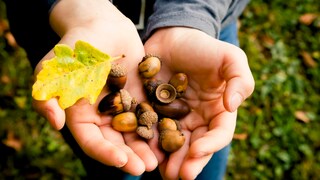 In the fall, acorns are scattered all over the ground. You can use them for crafts, as decorations, but can you eat them too?