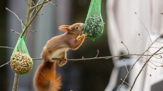 Nuts, fruits, and seeds are on the menu for local squirrels.