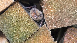 Bats Seek Hiding Places for Winter Hibernation