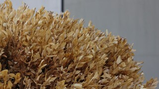 Boxwood plants are susceptible to frost damage.