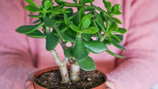 Pruning a Money Tree