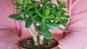Pruning a Money Tree