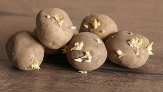 Potatoes often develop small sprouts. Depending on their size, these can be hazardous to health.