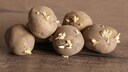 Potatoes often develop small sprouts. Depending on their size, these can be hazardous to health.