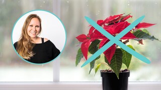 As lovely as they may look, myHOMEBOOK editor Franka Kruse-Gering will no longer buy poinsettias.