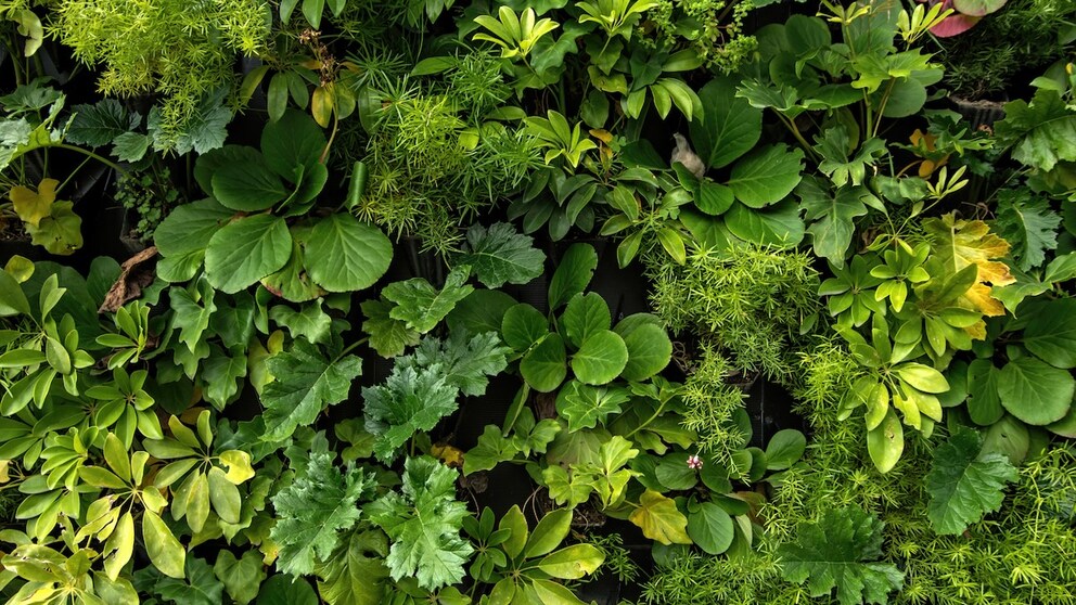 Plants