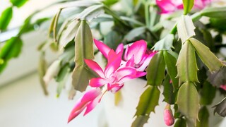 Yellow Segments on the Christmas Cactus Are a Warning Sign