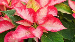 Various care mistakes can lead to yellow leaves on poinsettias.