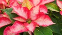 Various care mistakes can lead to yellow leaves on poinsettias.
