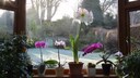 Winter-blooming houseplants such as amaryllis and orchids