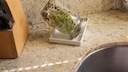Growing Your Own Alfalfa Sprouts
