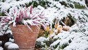 Plants in the garden need care even in winter