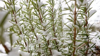 Rosemary can be pruned in winter, but not during frost.