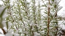 Rosemary can be pruned in winter, but not during frost.