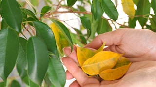 Many ficus plants lose their leaves in winter.