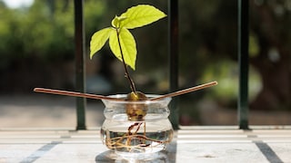 Growing avocados isn't all that difficult, but it does require some patience.