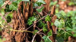 Ivy on Tree Stump