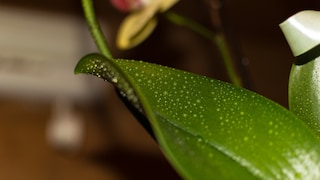 The sticky droplets on orchids can be easily wiped off.