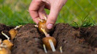 Pre-sprouting Potatoes: Pros and Cons