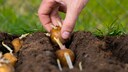 Pre-sprouting Potatoes: Pros and Cons