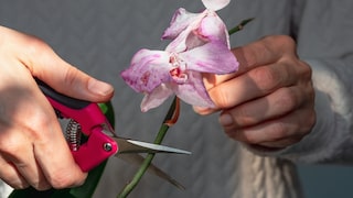 Can You Simply Cut Off Wilted Orchids?