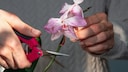 Can You Simply Cut Off Wilted Orchids?