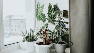 February marks the transition from winter to spring. Most houseplants now require special attention.