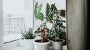 February marks the transition from winter to spring. Most houseplants now require special attention.