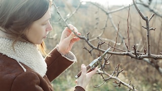 February is a good time to prune some shrubs in the garden.