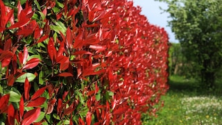 Photinia