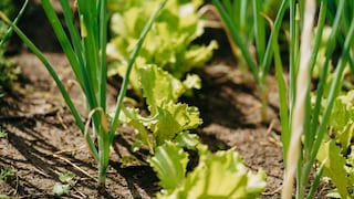 Growing Salad