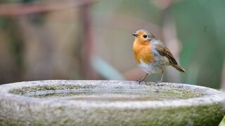 Birdbath