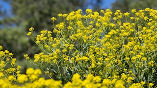 At first glance, it looks like rapeseed, but it's actually the Oriental mustard plant.