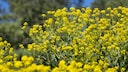 At first glance, it looks like rapeseed, but it's actually the Oriental mustard plant.