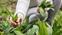Wild Garlic