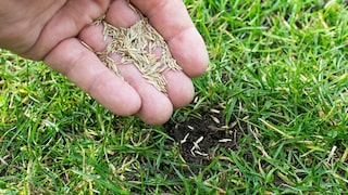 Sowing grass is an important spring task in lawn care, but not in March.