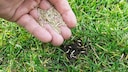 Sowing grass is an important spring task in lawn care, but not in March.